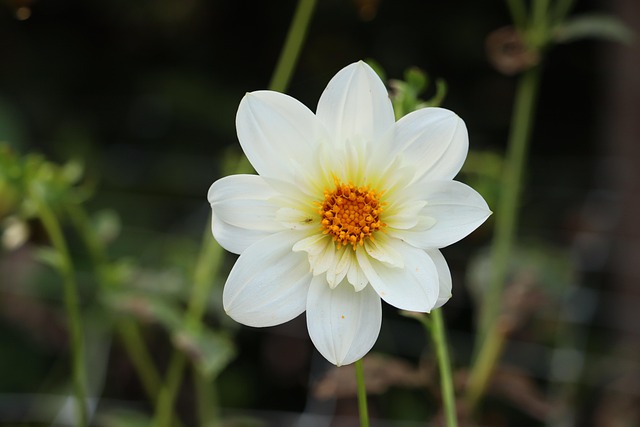 Blume, Weiße Blume, Blüte, Flora, Natur