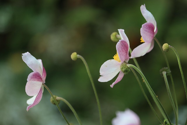 Blumen, Pinke Blumen, Blumen Hintergrund