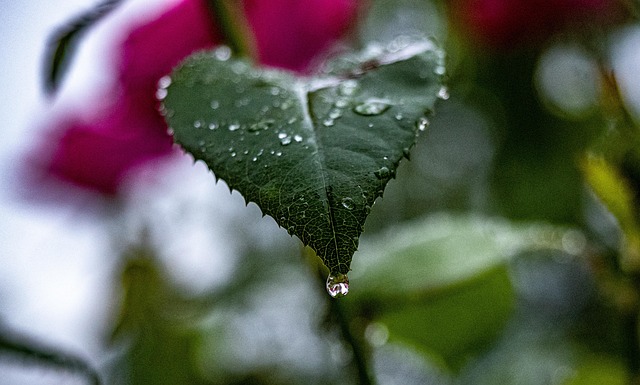 Free Leaves Rose Leaves photo and picture