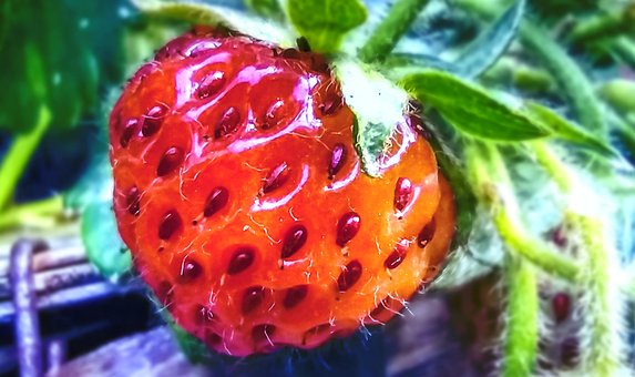Erdbeere, Obst, Organisch, Frisch