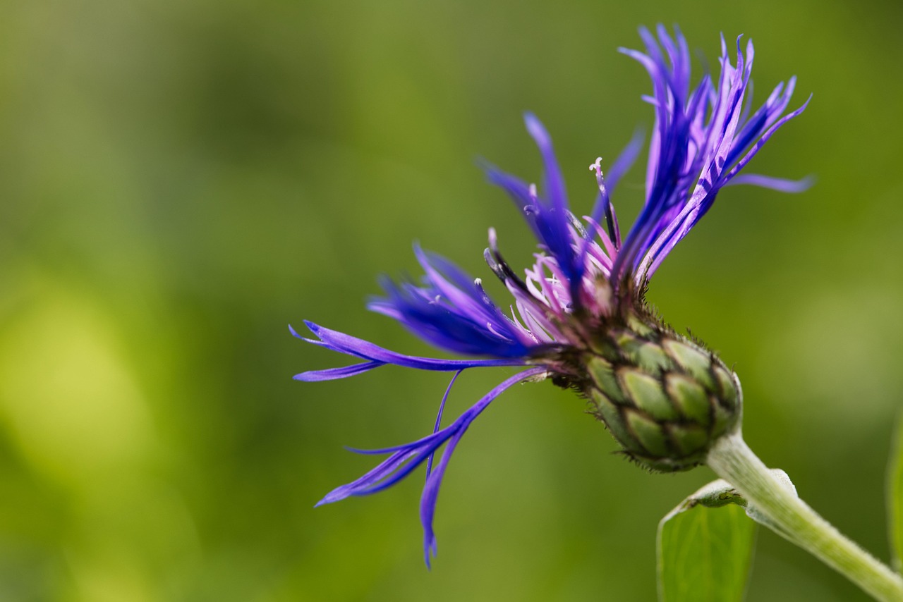 Cornflower Blue Flower Free photo on Pixabay Pixabay