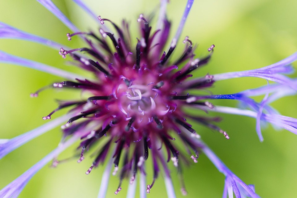 Cornflower Blue Flower Free photo on Pixabay Pixabay