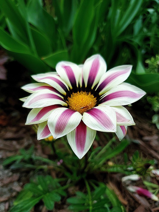 Flower Pretty Pink - Free photo on Pixabay - Pixabay