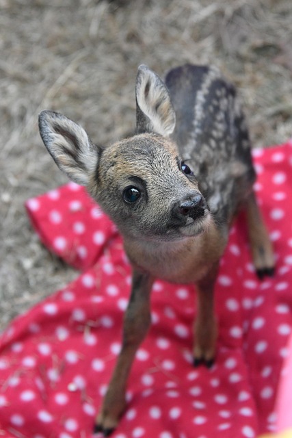 Free Fawn Rearing photo and picture