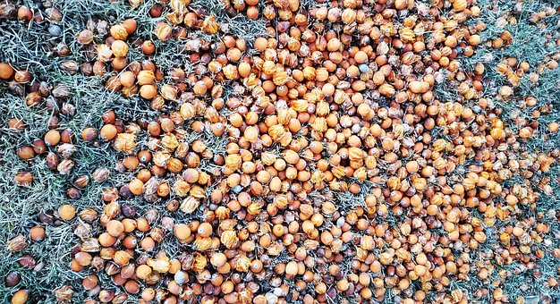 Free Grains Food photo and picture