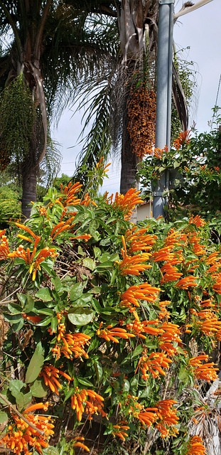 Free Flowers Nature photo and picture
