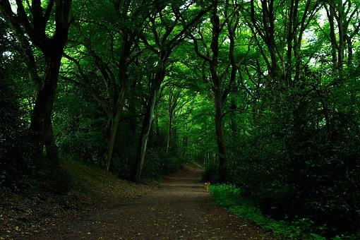 Free Forest Path photo and picture