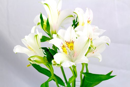 Free White Background White Flower photo and picture
