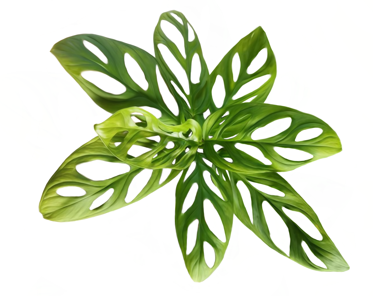 龟背竹 植物 有天赋的人 - Pixabay上的免费图片