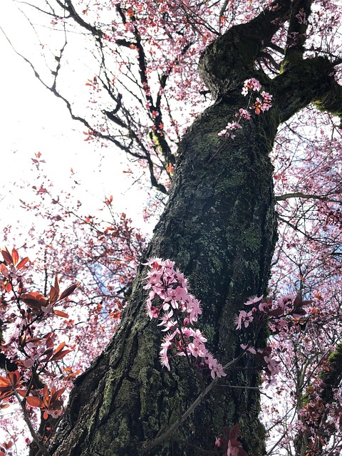 Kirsebærblomstrer, Cherry Blossom, Forår