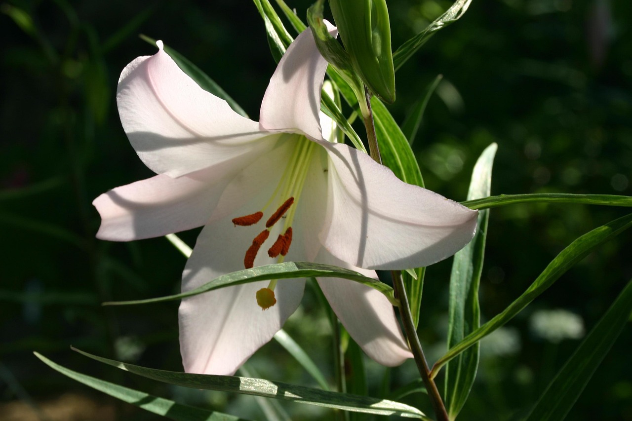 Japanese Lily Sasayuri Minamiise Free photo on Pixabay Pixabay