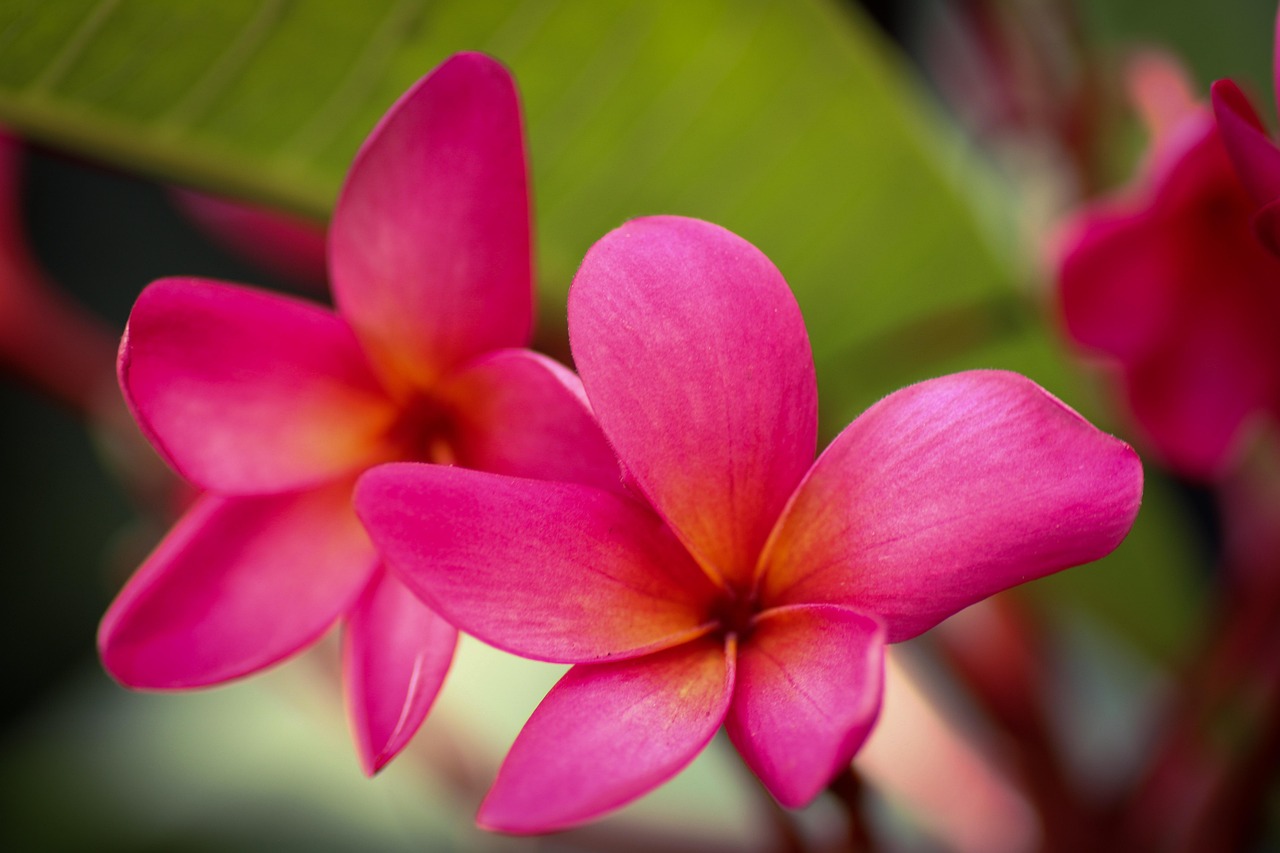 Flores Pétalos Puede Florecer - Foto gratis en Pixabay - Pixabay