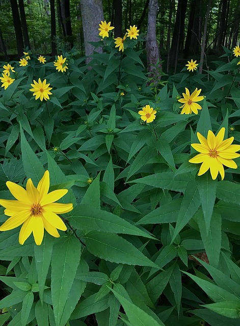Free Flowers Woods photo and picture