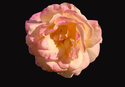 Free Flower Petals photo and picture