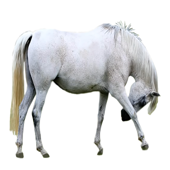 Pferd, Tier, Stute, Ross, Poster