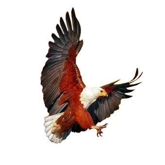 Adler, Vogel, Verletzend, Räuberisch