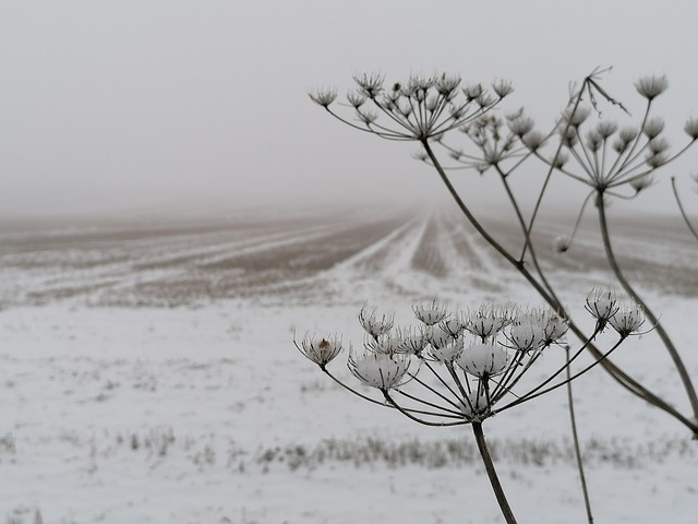 Free Flower Plant photo and picture