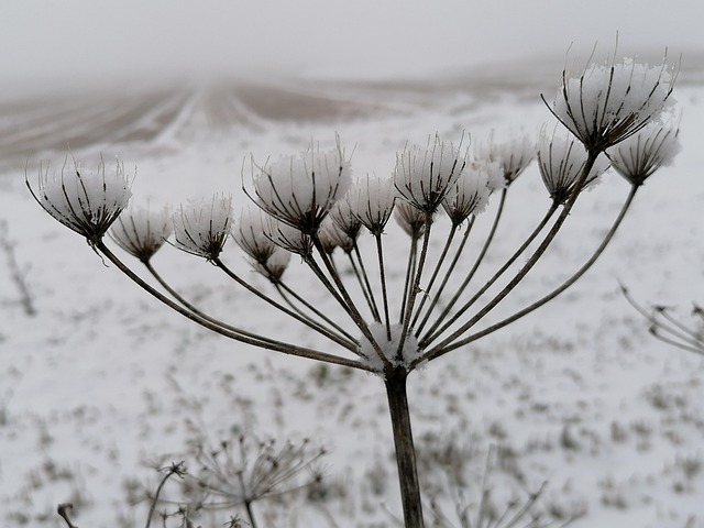 Free Flower Plant photo and picture