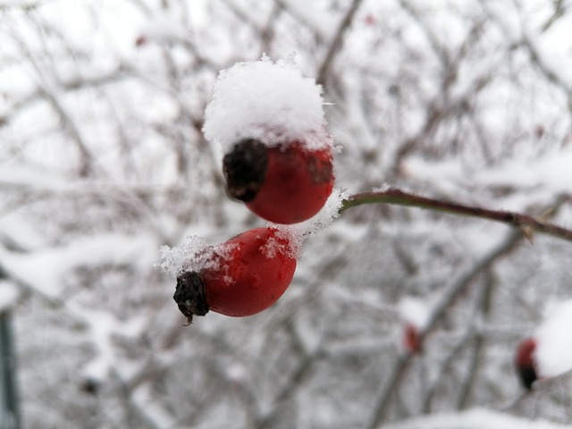 Free Nature Winter photo and picture