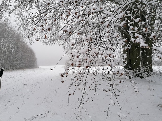 Free Winter Snow photo and picture