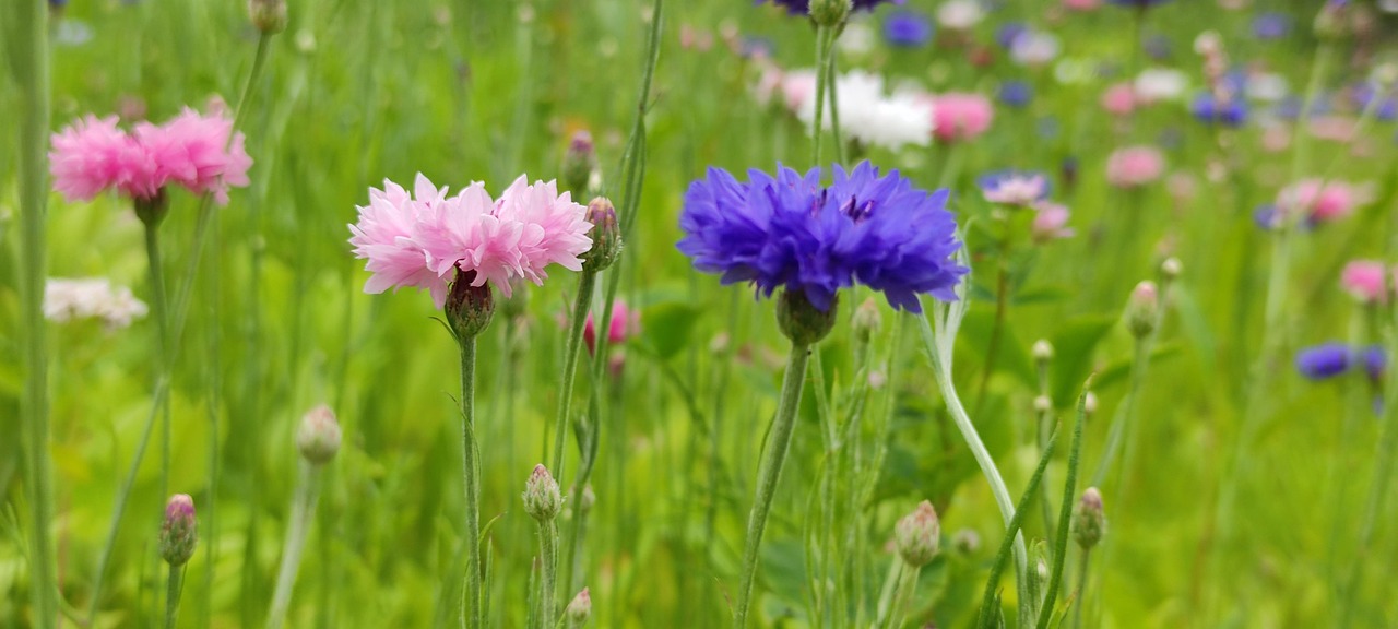 Bunga-Bunga Lapangan Padang Rumput - Foto gratis di Pixabay - Pixabay