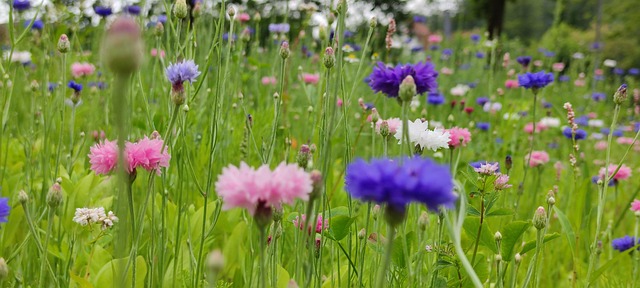 Free Flowers Field photo and picture