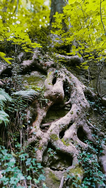 Free Tree Nature photo and picture