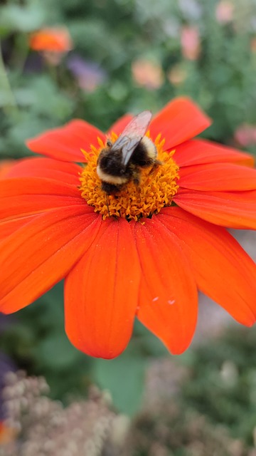Free Bumblebee Plant photo and picture