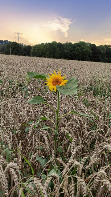 Free Sunflower Sunset photo and picture