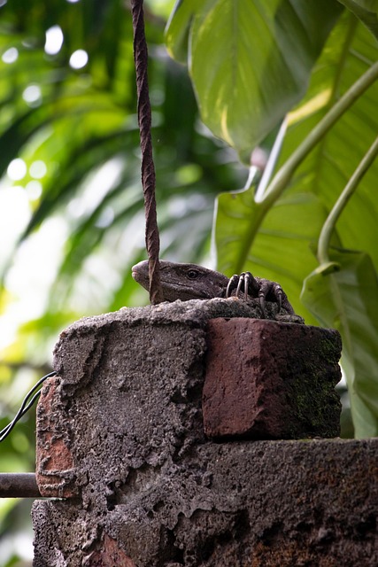 Tier, Reptil, Wild, Eidechse, Natur