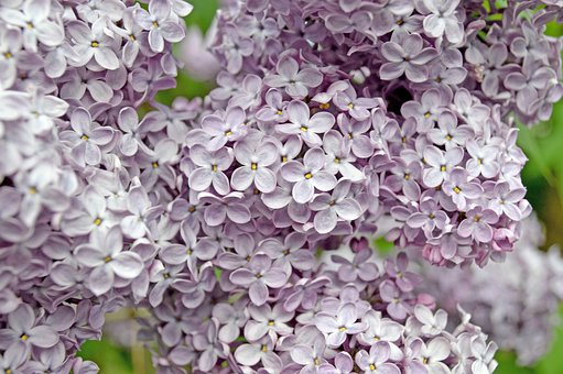 Free Lilac Spring photo and picture