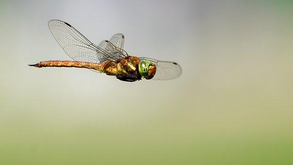 Free Dragonfly Insect photo and picture