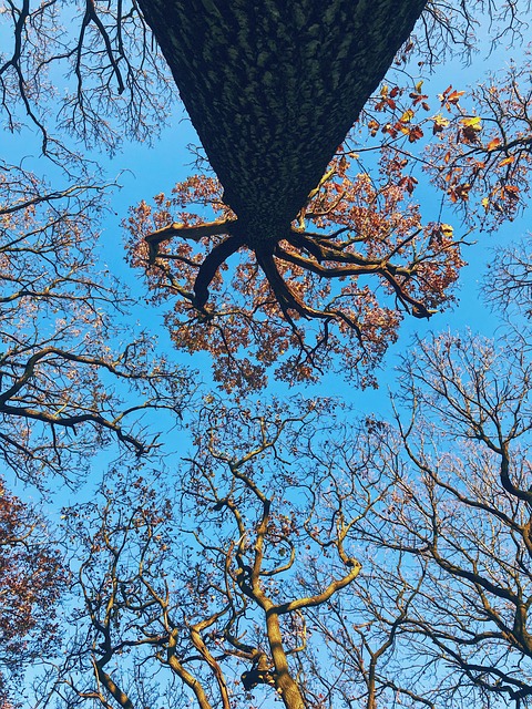 Sheffield, Árboles, Pabellón