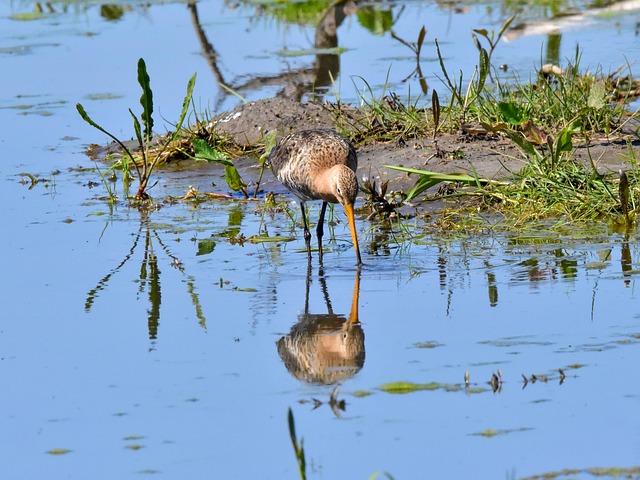 Free Bird Lake photo and picture
