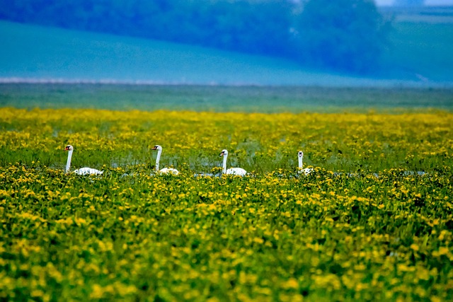 Free Swans Biebrza Valley photo and picture