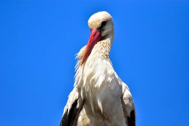Free White Stork Biebrza Valley photo and picture