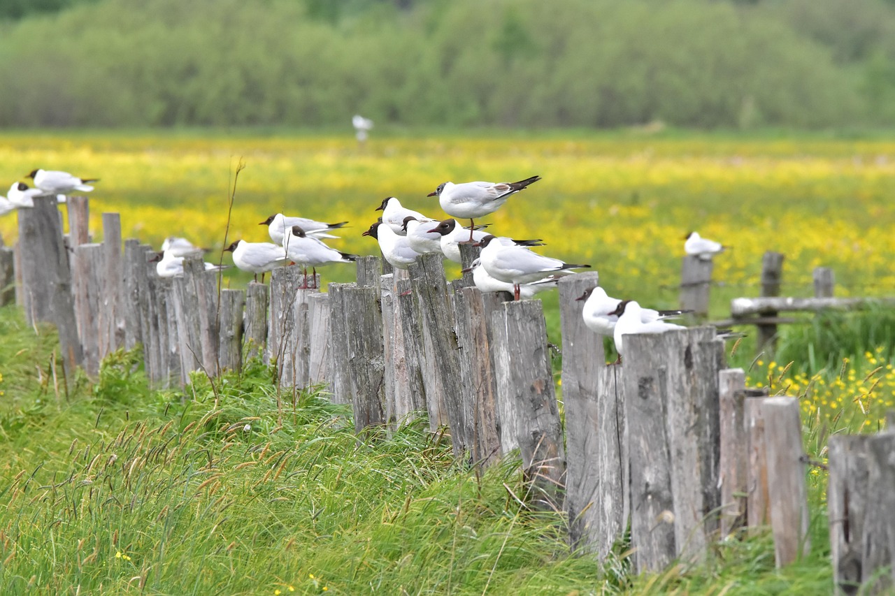 https://cdn.pixabay.com/photo/2022/05/30/13/34/black-headed-gulls-7231240_1280.jpg