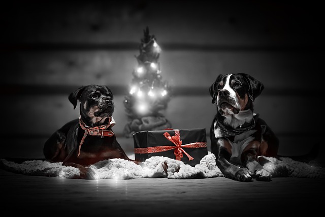 Free Dog Christmas photo and picture