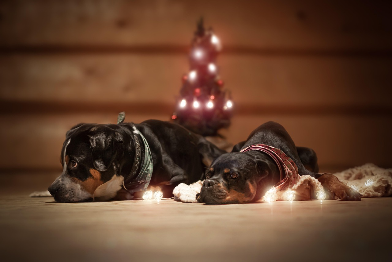 Dog - free online jigsaw puzzle photo