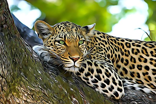Leopard, Zvíře, Divoká Zvěř, Kočka