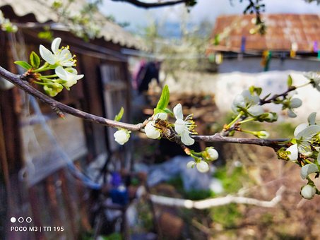 Free Sakura Bee photo and picture