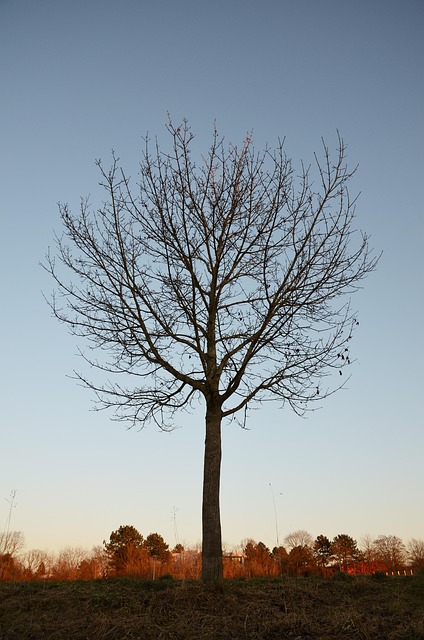 Free Tree Nature photo and picture