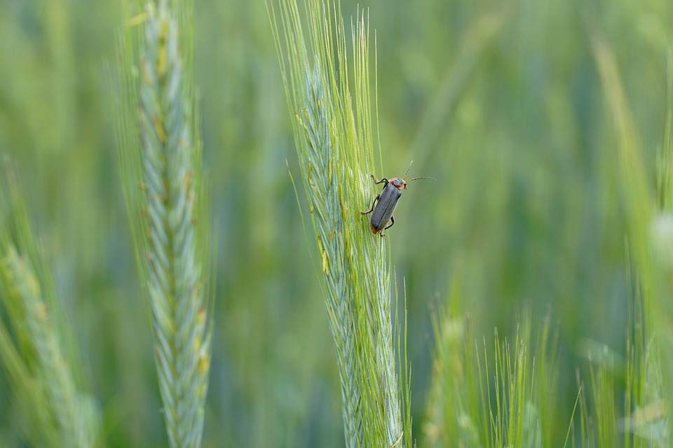 蟊 昆虫 甲虫 - Pixabay上的免费照片 - Pixabay