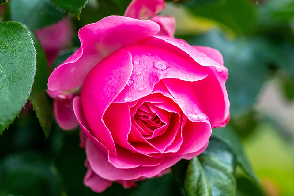 Flor Rosa Florescer - Foto gratuita no Pixabay
