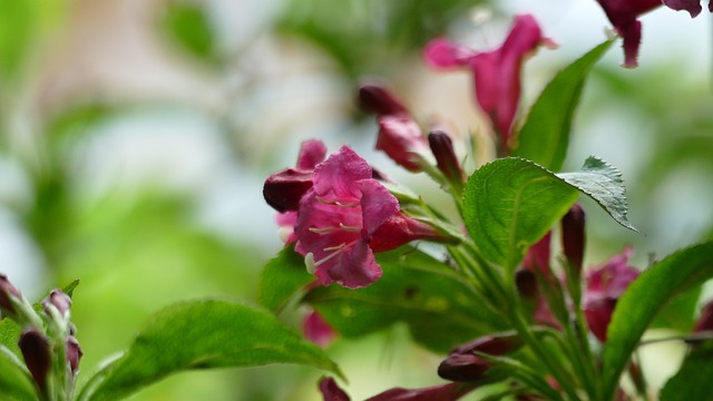 50+ Weigelie Blüte Einjährig Zweijährig, Nur wenn die pflanze mit