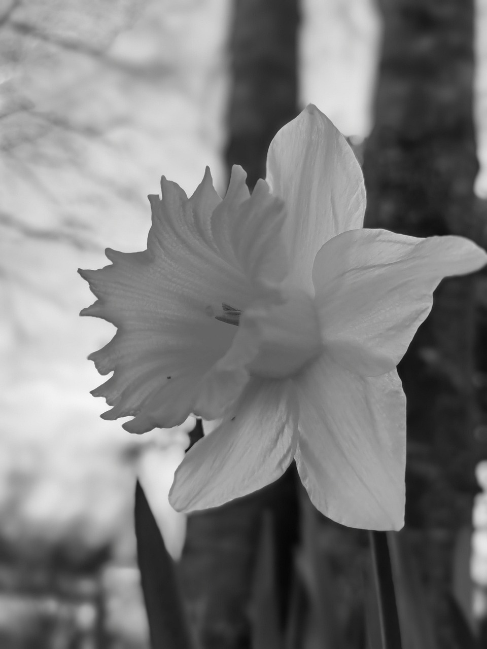 flower-daffodil-flora-free-photo-on-pixabay-pixabay
