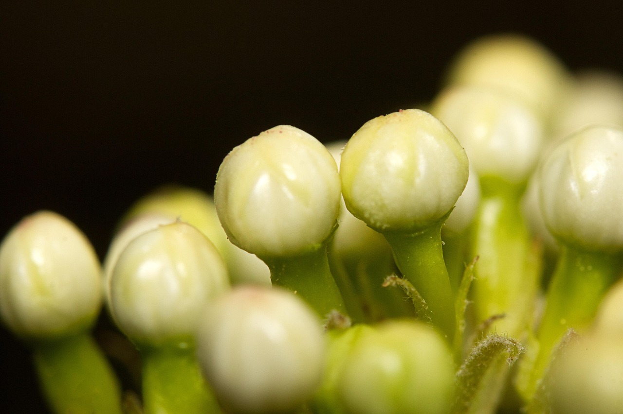 Botão Flor Plantar - Foto gratuita no Pixabay - Pixabay
