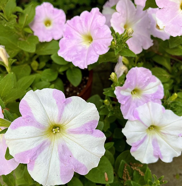 Free Flowers Petunia photo and picture