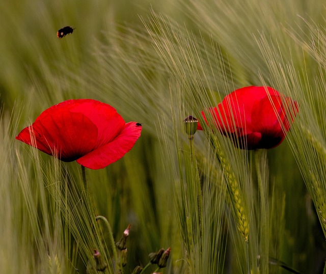 Free Flowers Poppies photo and picture