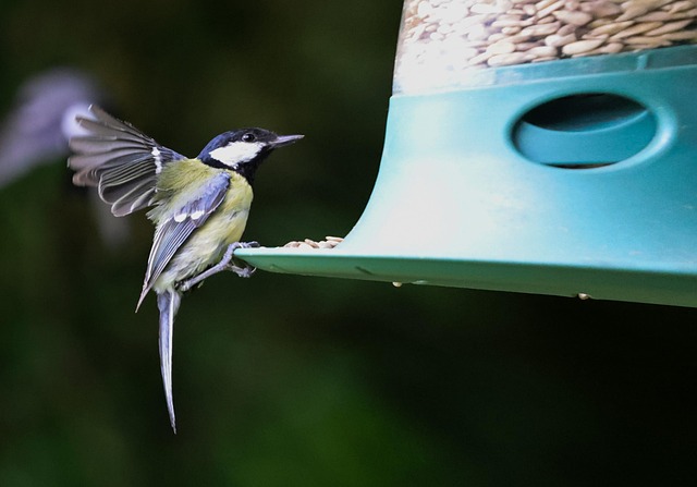 Free Blue Tit Bird photo and picture